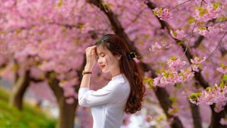 Woman white shirt pink blossoms - under a tree free wallpaper
