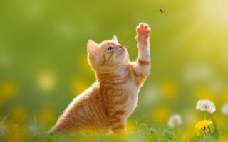 Cat fly flower green background - yellow flower free wallpaper