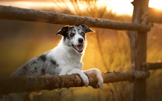 Dog sitting fence smiling paw - the fence free wallpaper