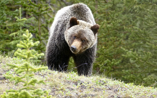 Bear woods serious focus nature - a bear free wallpaper