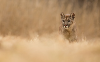 Mountain lion dry grass tilt - dry free wallpaper