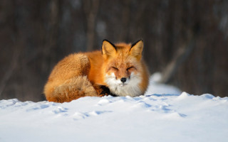 Red fox snow closed eyes - a red fox free wallpaper
