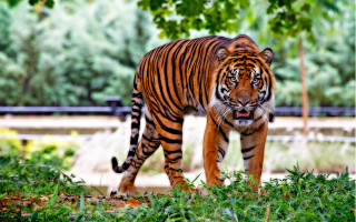 Lush green forest tiger walking - free cats wallpaper