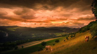 Cows grazing hilly landscape cloudy - landscape free wallpaper for desktop
