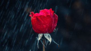 Red rose water droplets rain 3 - the rain free wallpaper for desktop
