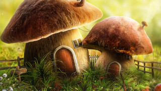Mushroom house fence grass star - a door and a window free wallpaper