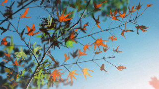 Orange leaves blue sky autumn - generative free wallpaper