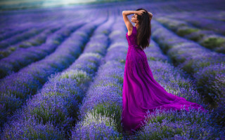 Purple dress lavender field flowers - a field of lavender free wallpaper