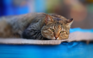 Cat blue surface tiltshift blurry - brenda chamberlain free wallpaper