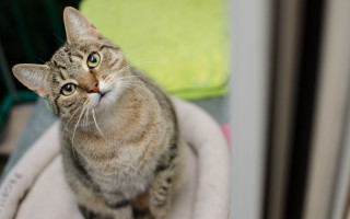 Curious white cat bokeh depth - maya free wallpaper