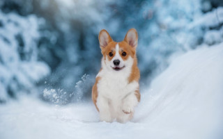 Small dog snow woods blurry - brian snøddy free wallpaper