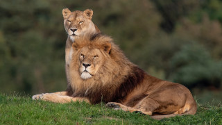 Lions on grassy hill nature 2 - the camera and the other free wallpaper