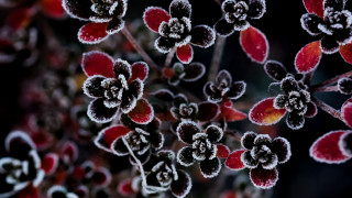 Frosted plant red rose strawberry - frost free wallpaper