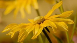 Yellow flower macro bokeh sunflower - a yellow flower free wallpaper