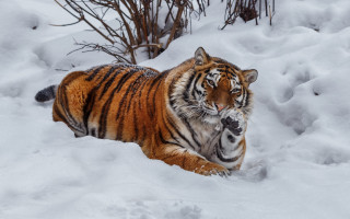 Tiger snowy winter outdoors puzzle - mouth open free wallpaper