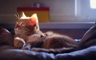 Cat light bed sunshine photorealistic - paw free wallpaper