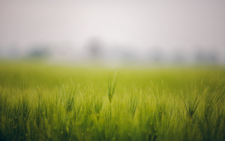 Green field bush forest nature - green grass free wallpaper