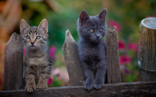 Kittens fence flowers portrait animal - a fence free wallpaper