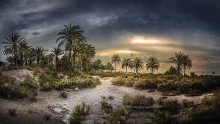 Dirt path palm trees sunset - the cloud above free wallpaper