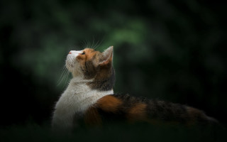 Cat portrait elk vogelsang animal - its eye free wallpaper for desktop