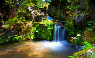 Waterfall lush forest flowers plants - a fish swimming free wallpaper