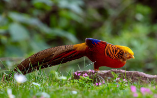 Colorful bird rock grass flowers - rich vivid color free wallpaper