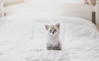 Tiny kitten white bed minimalism 2 - tiny free wallpaper