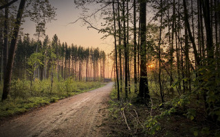 Dirt road forest sunset ecological - evening free wallpaper