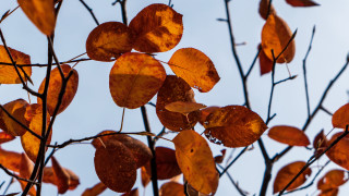 Fall leaves blurry branch tree - generative free wallpaper