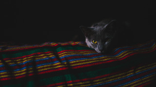 Black cat portrait library scene - f1.4 free wallpaper