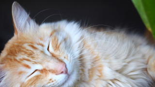 Cat sleeping table plant green - a green leaf free wallpaper