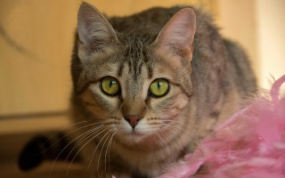 Cat green eyes pink blanket 2 - blanket free wallpaper