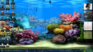 Desktop colorful corals fish water - a desktop computer screen free wallpaper