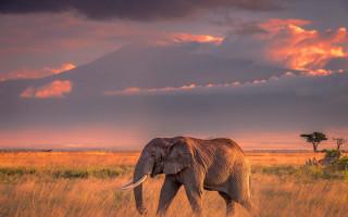 Elephant field mountain sunset clouds - an elephant free wallpaper