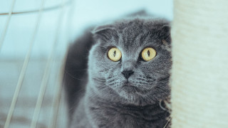 Gray cat yellow eyes scratching - post free wallpaper