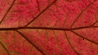 Red leaf macro photography fence - a red leaf free wallpaper for desktop