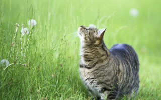 Cat tallgrass sky eyed tilted - tall grass free wallpaper for desktop
