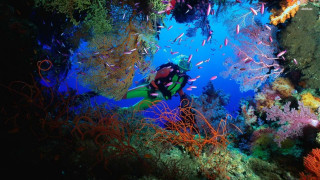 Scuba diver colorful coral reef - a scuba diver free wallpaper