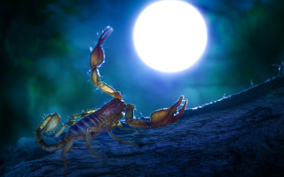 Scorpion fullmoon night fantasy digital - a tree branch in front free wallpaper for desktop