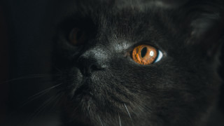 Black cat orange eyes portrait - orange eye free wallpaper