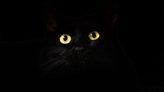 Black cat yellow eyes gothic 16 - a black cat free wallpaper