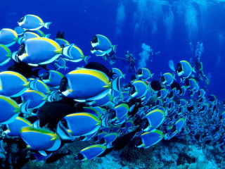 Fish coral reef diver ocean 6 - nearby free wallpaper