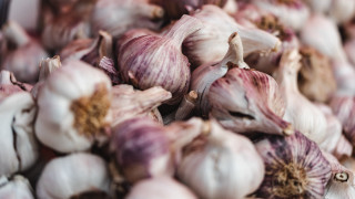 Garlic pile ground shiba inu - corneille free wallpaper