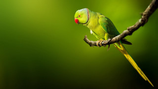 Green bird perched branch red - a green bird free wallpaper