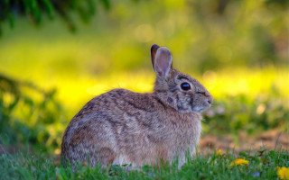 Rabbit grass flower bokeh nature - a rabbit free wallpaper for desktop