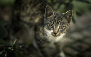 Cat grass leaves bokeh blurry - neoplasticism free wallpaper for desktop