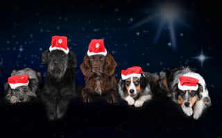 Dogs christmas hats snow stars - a group of dogs free wallpaper