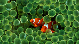 Clown fish hiding green sea - a clown fish free wallpaper