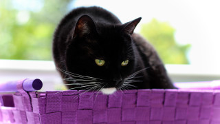 Black cat purple basket green - a black cat free wallpaper