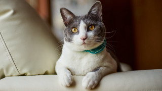 Black cat couch yellow eyes 2 - a collar free wallpaper